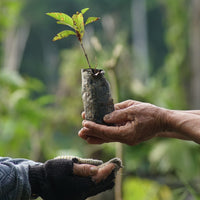 One Tree Planted Bracelet Gallery Thumbnail